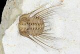 Kettneraspis Trilobite - Black Cat Mountain, Oklahoma #170291-2